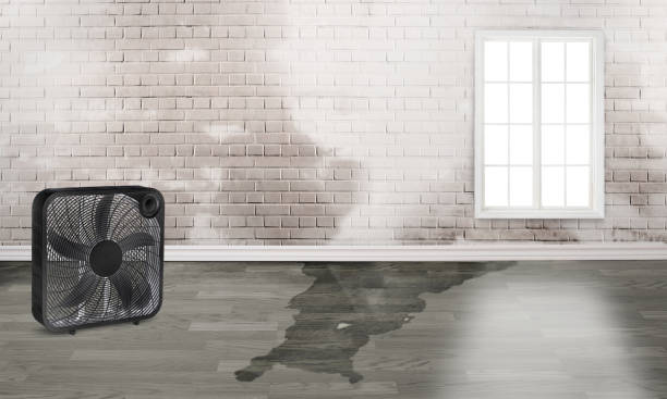 Best Basement water damage restoration  in Riverview, MI